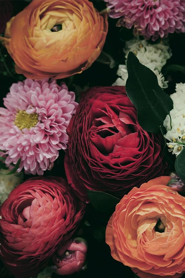 Catawba-Flowers-Thumbnail