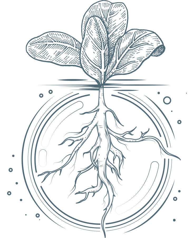 Catawba-OnlyCa-Illustration